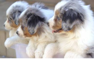 Adorable purebred Mini Australian Shepherd puppies