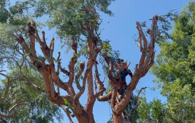 Servicio de poda de árboles en Tampa