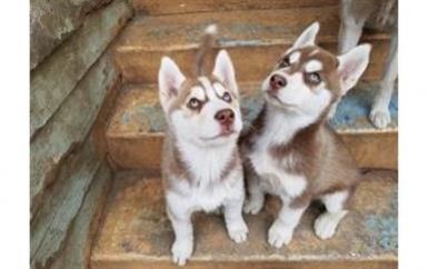 Perritos huskies